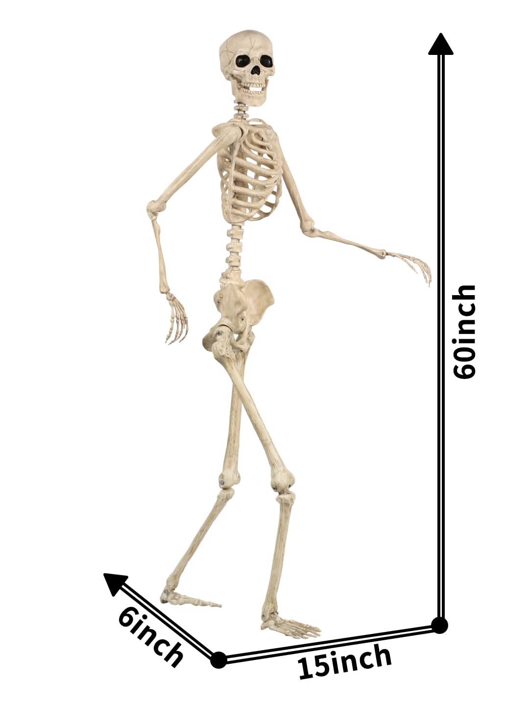 5FT Life Size Posable Skeleton R49059