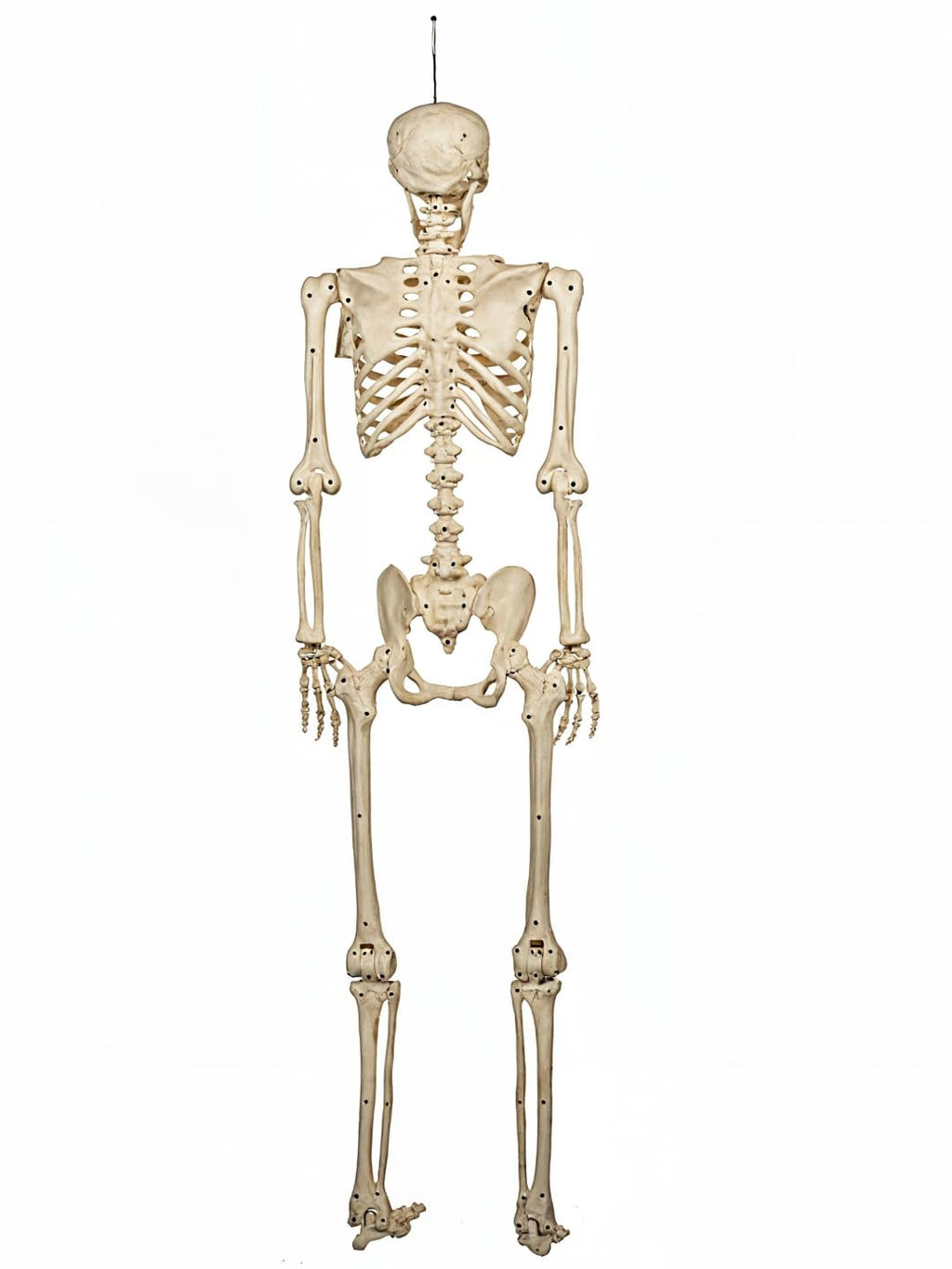 5FT Life Size Posable Skeleton R49059