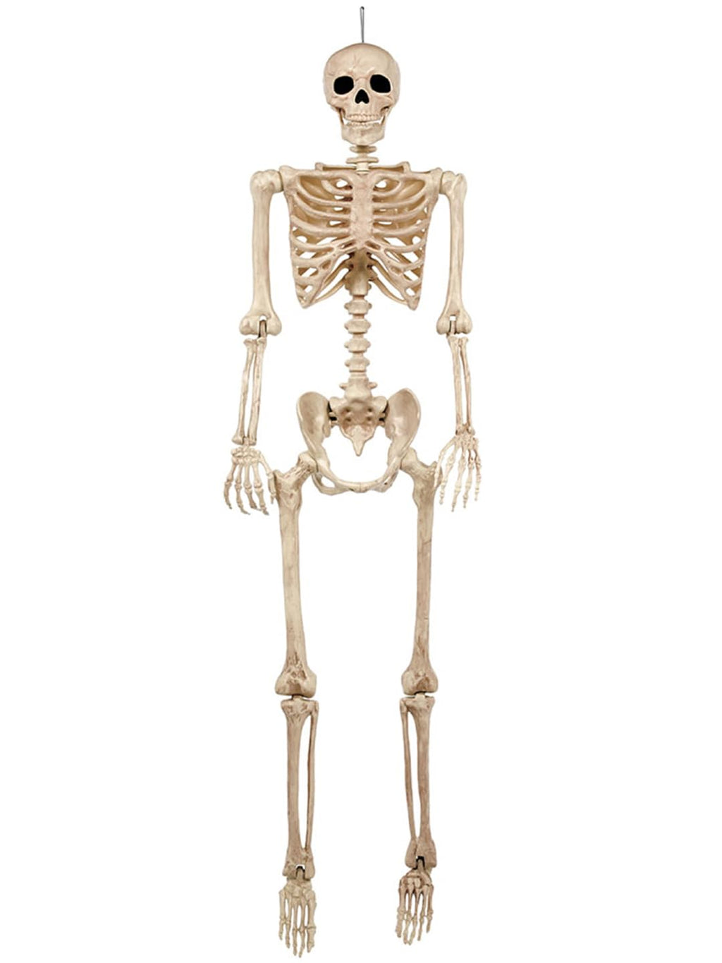 5FT Life Size Posable Skeleton R49059