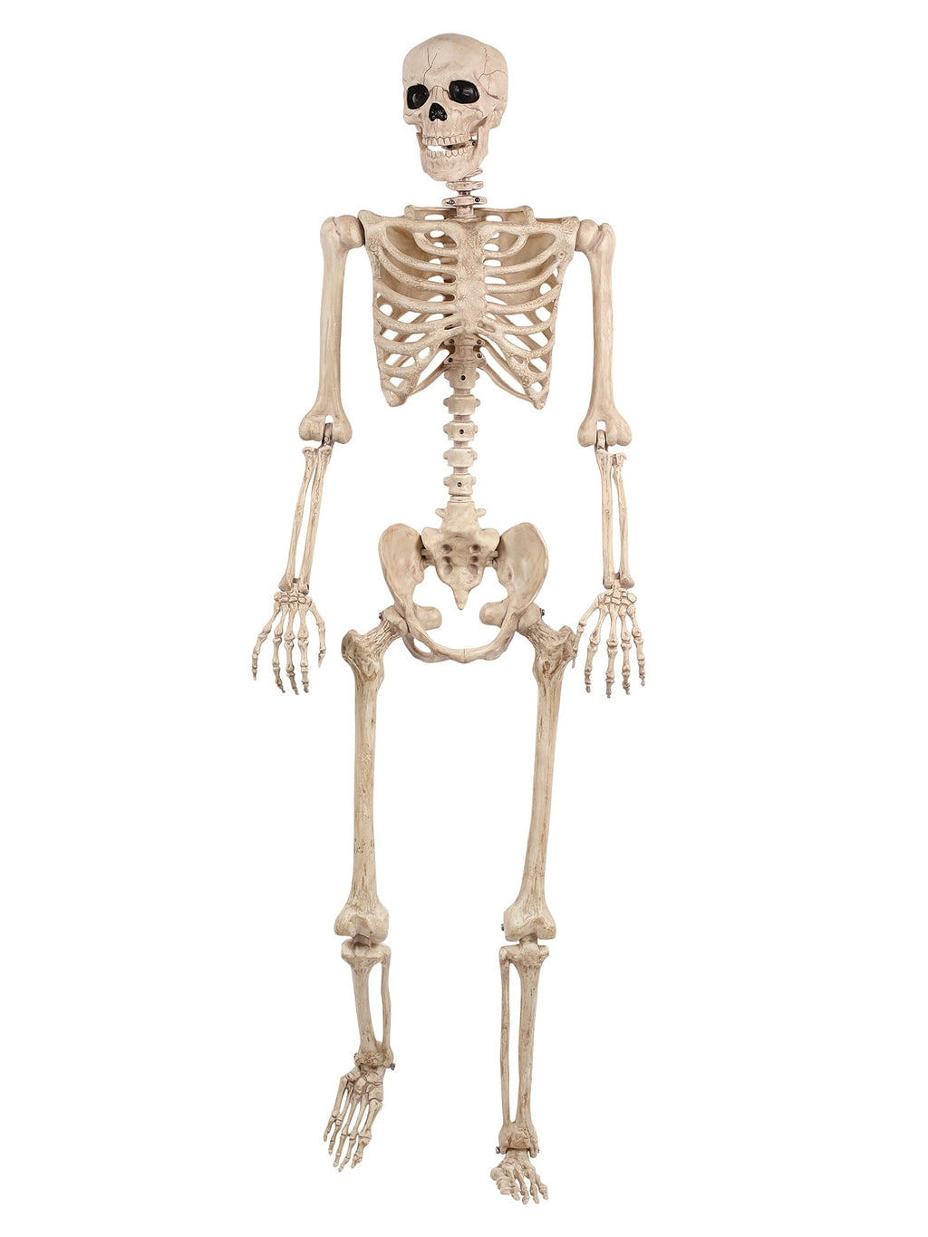 5FT Life Size Posable Skeleton R49059