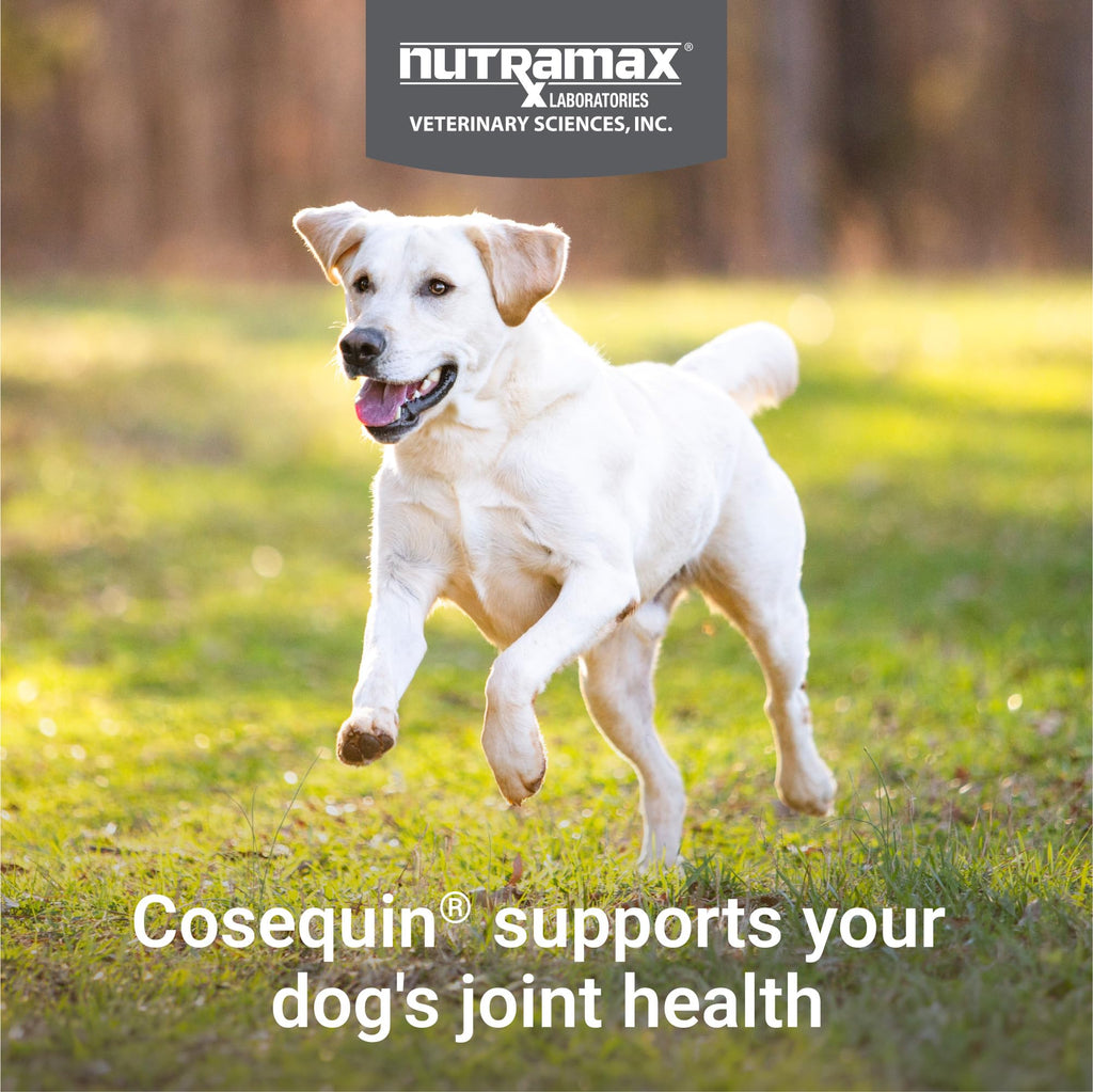 Joint Supplement for Dogs Chew Tabs 60ct M875