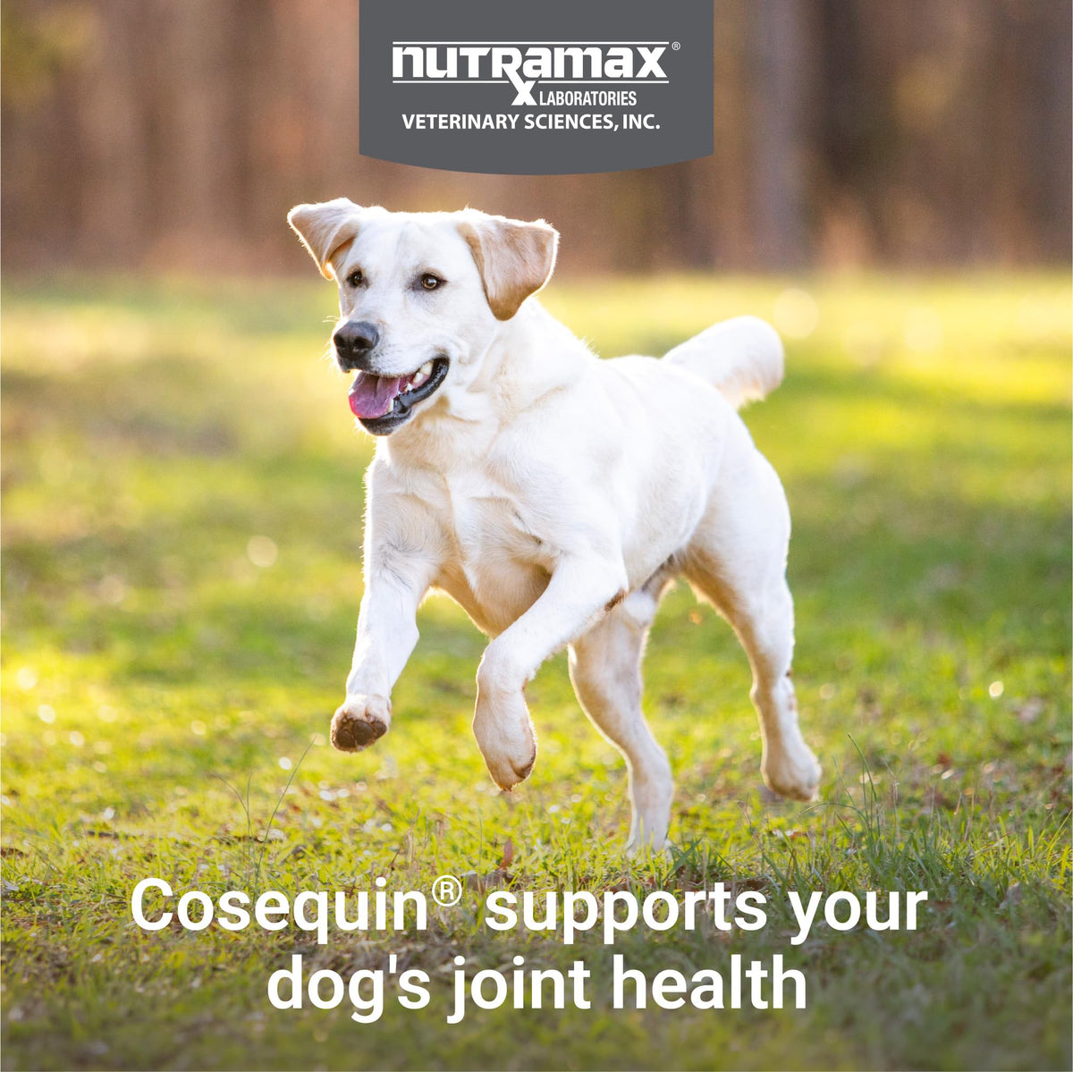 Joint Supplement for Dogs Chew Tabs 60ct M875